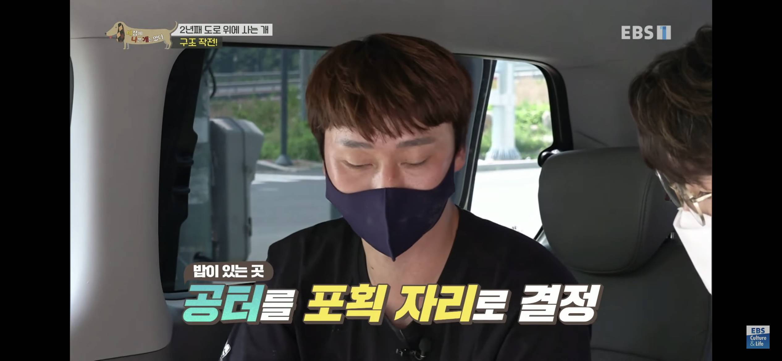 2년동안 도로 위에서 위험하게 생활했던 유기견 마루 | 인스티즈