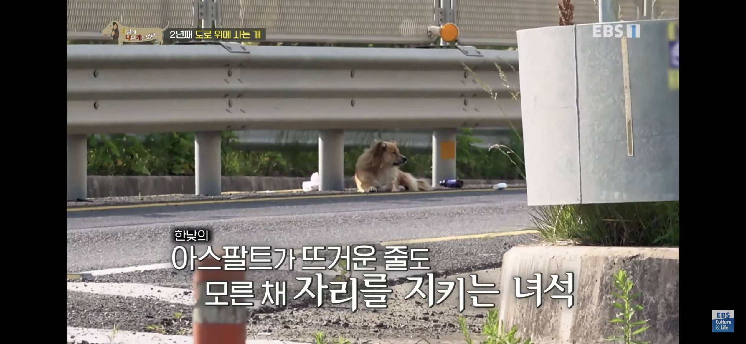 2년동안 도로 위에서 위험하게 생활했던 유기견 마루 | 인스티즈