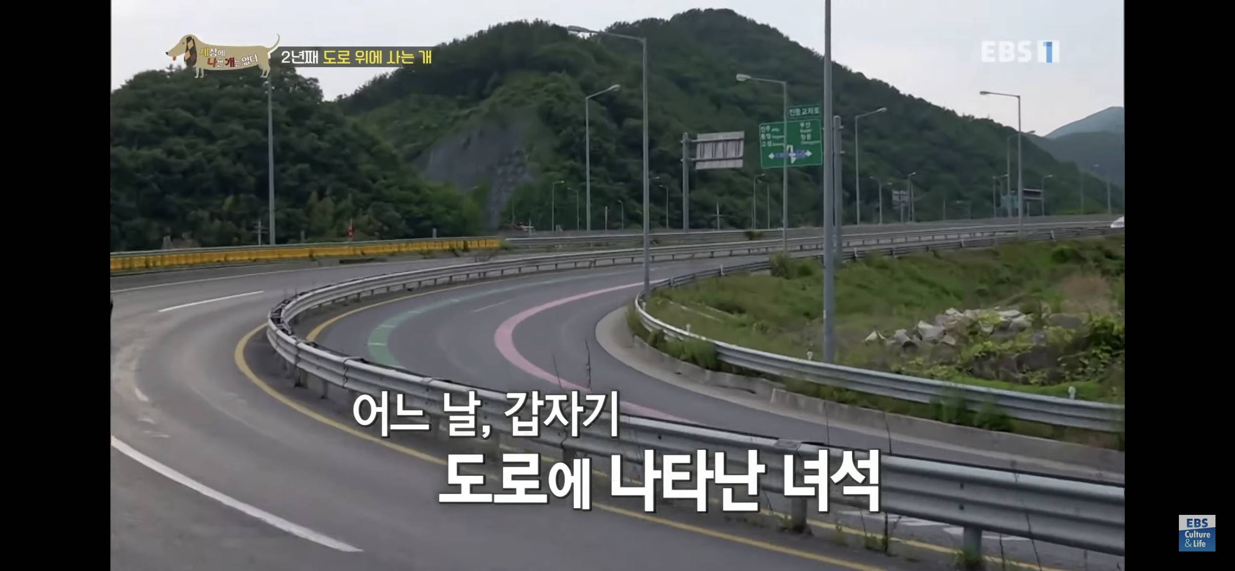 2년동안 도로 위에서 위험하게 생활했던 유기견 마루 | 인스티즈