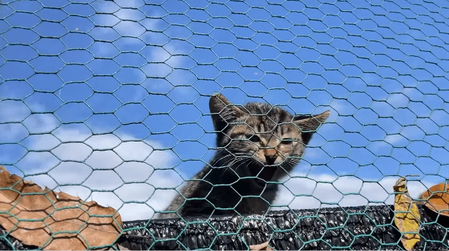 (hahaha) 영상 10분 내내 우는 아기 고양이.gif | 인스티즈