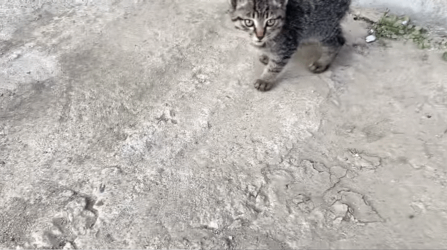 (hahaha) 영상 10분 내내 우는 아기 고양이.gif | 인스티즈