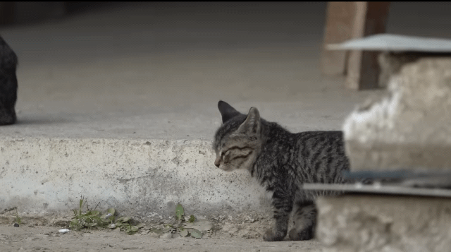 (hahaha) 영상 10분 내내 우는 아기 고양이.gif | 인스티즈
