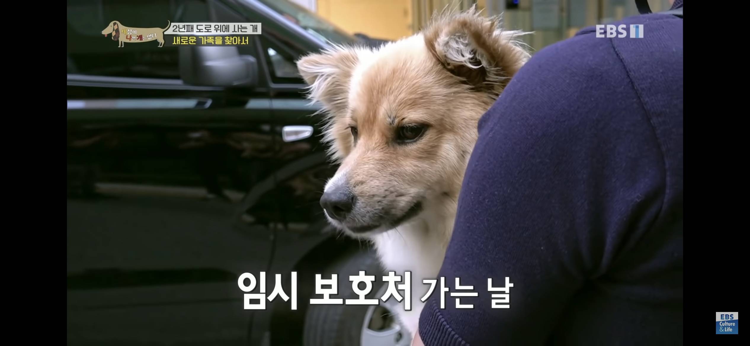 2년동안 도로 위에서 위험하게 생활했던 유기견 마루 | 인스티즈