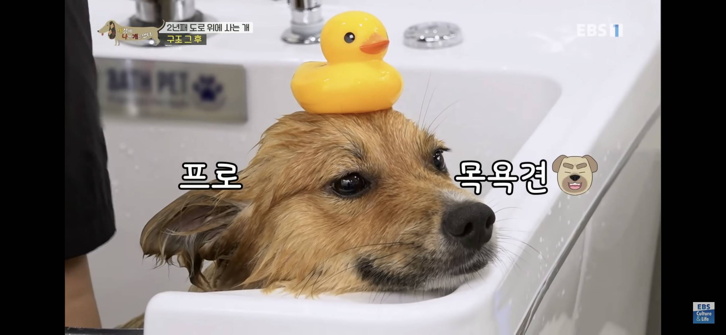 2년동안 도로 위에서 위험하게 생활했던 유기견 마루 | 인스티즈