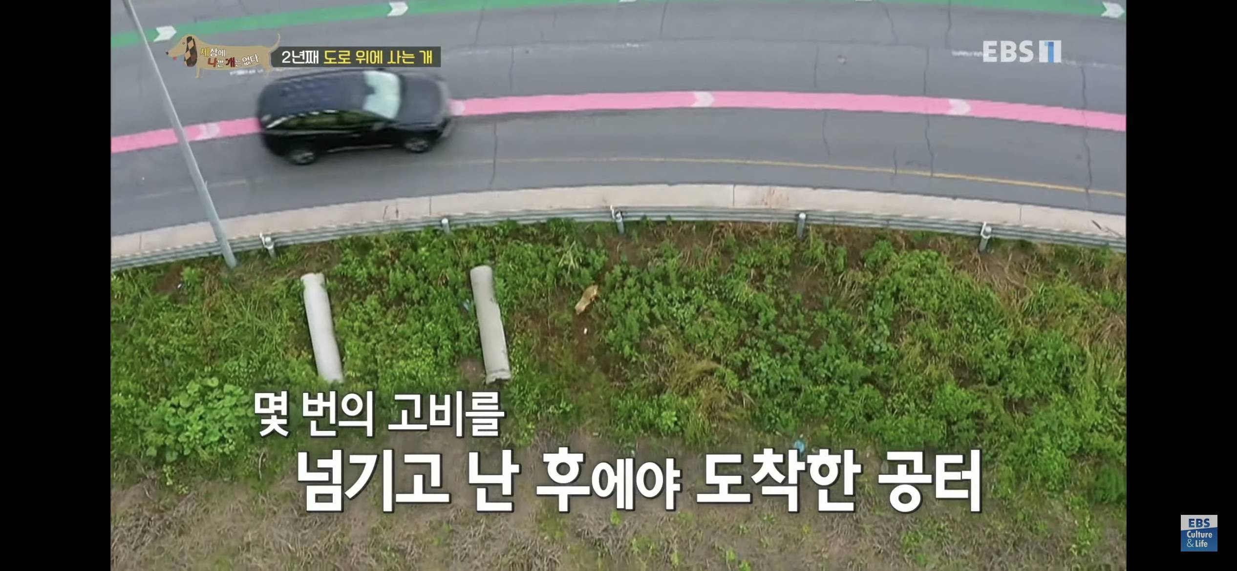 2년동안 도로 위에서 위험하게 생활했던 유기견 마루 | 인스티즈