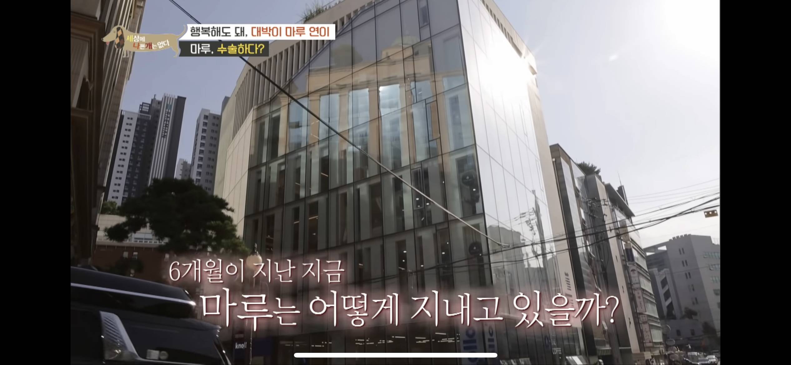 2년동안 도로 위에서 위험하게 생활했던 유기견 마루 | 인스티즈