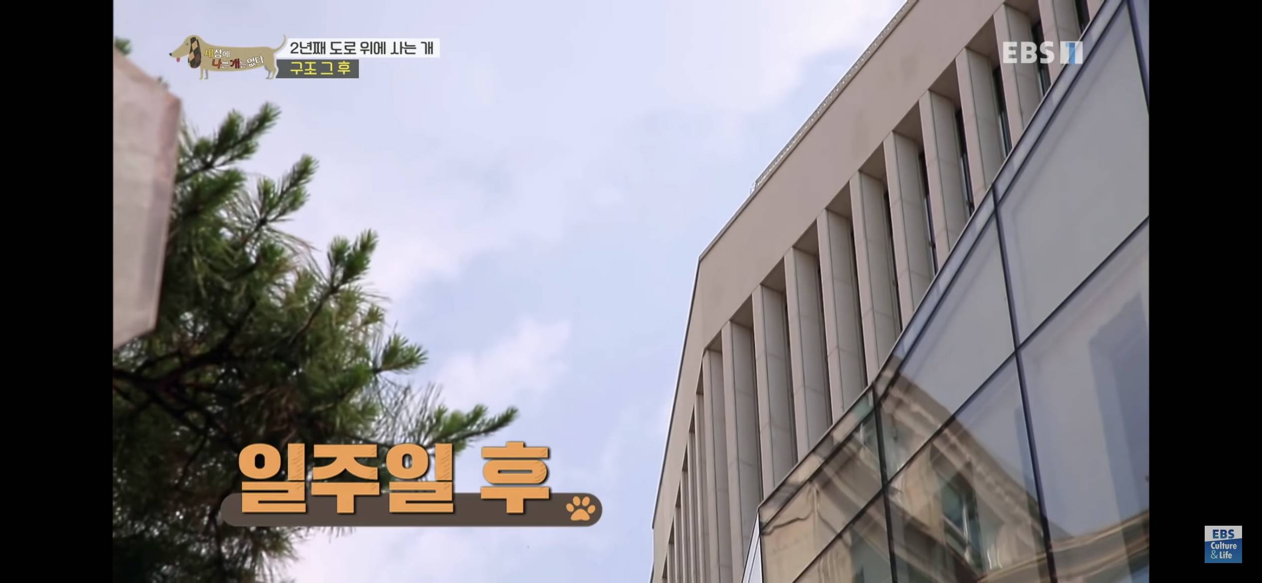 2년동안 도로 위에서 위험하게 생활했던 유기견 마루 | 인스티즈