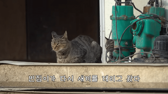 (hahaha) 영상 10분 내내 우는 아기 고양이.gif | 인스티즈