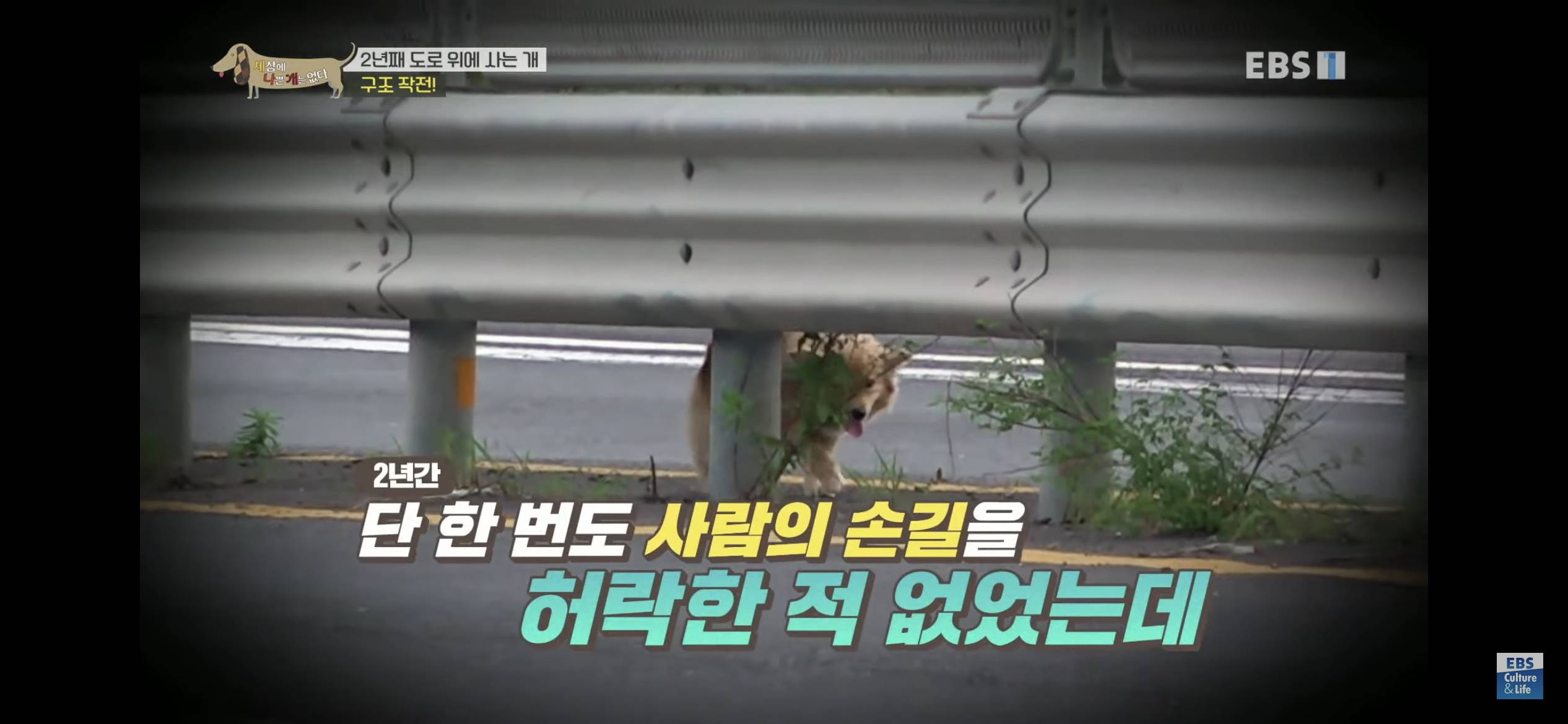2년동안 도로 위에서 위험하게 생활했던 유기견 마루 | 인스티즈