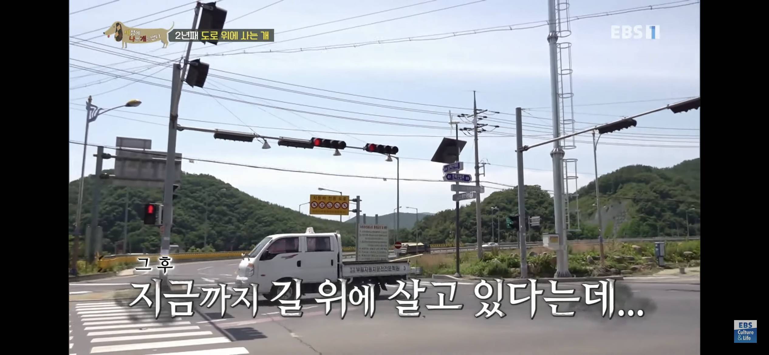 2년동안 도로 위에서 위험하게 생활했던 유기견 마루 | 인스티즈