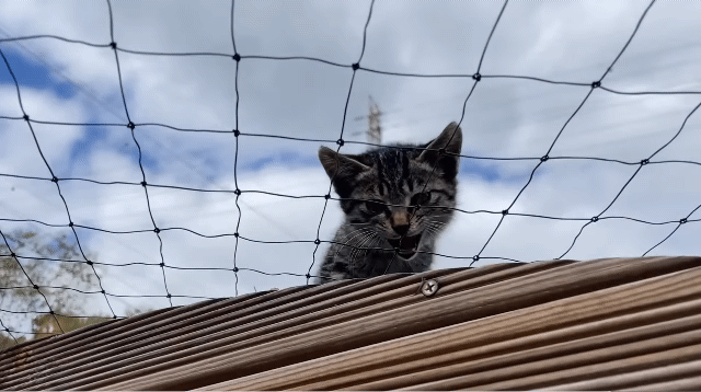 (hahaha) 영상 10분 내내 우는 아기 고양이.gif | 인스티즈