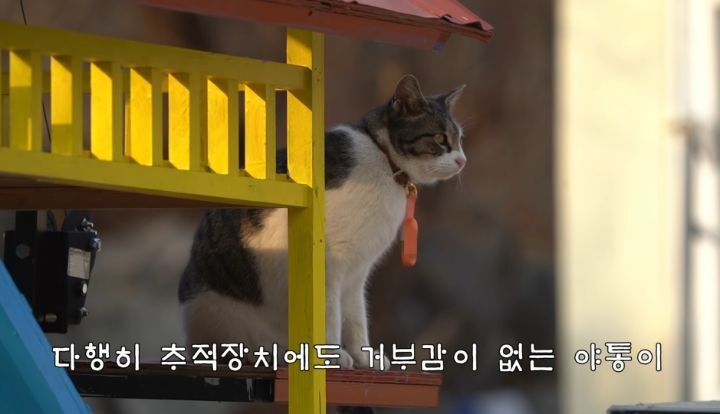 도도와 야통이도 더이상 못볼뻔했다(하하하 hahaha) | 인스티즈