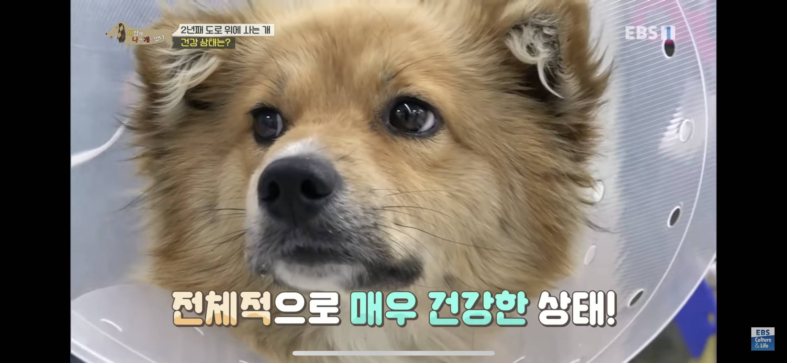 2년동안 도로 위에서 위험하게 생활했던 유기견 마루 | 인스티즈