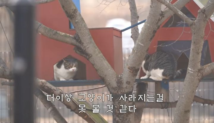 도도와 야통이도 더이상 못볼뻔했다(하하하 hahaha) | 인스티즈