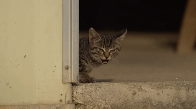 (hahaha) 영상 10분 내내 우는 아기 고양이.gif | 인스티즈