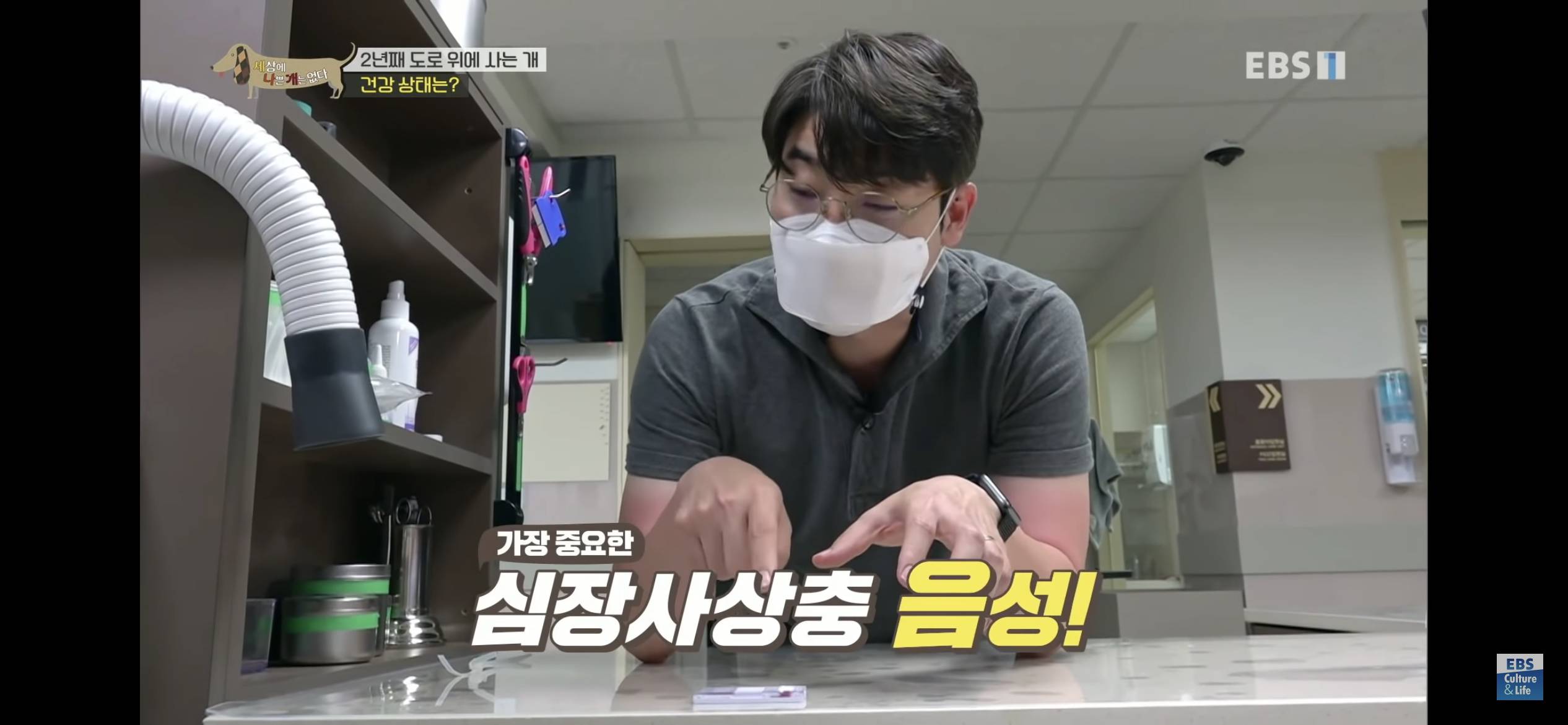 2년동안 도로 위에서 위험하게 생활했던 유기견 마루 | 인스티즈