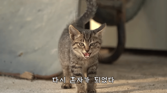 (hahaha) 영상 10분 내내 우는 아기 고양이.gif | 인스티즈