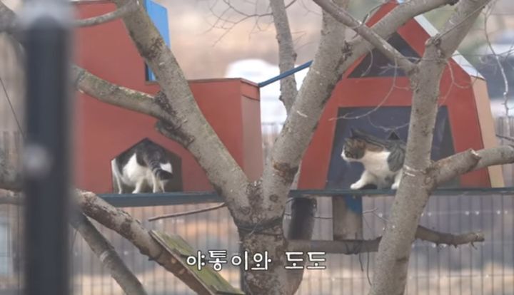 도도와 야통이도 더이상 못볼뻔했다(하하하 hahaha) | 인스티즈