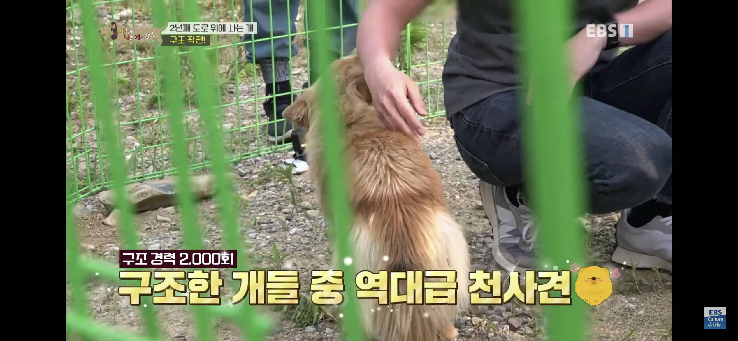 2년동안 도로 위에서 위험하게 생활했던 유기견 마루 | 인스티즈