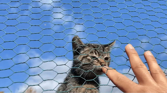 (hahaha) 영상 10분 내내 우는 아기 고양이.gif | 인스티즈