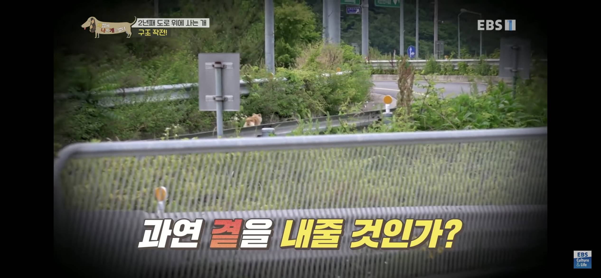 2년동안 도로 위에서 위험하게 생활했던 유기견 마루 | 인스티즈