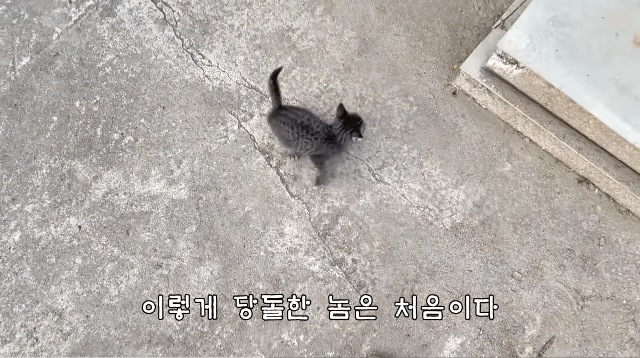 (hahaha) 영상 10분 내내 우는 아기 고양이.gif | 인스티즈