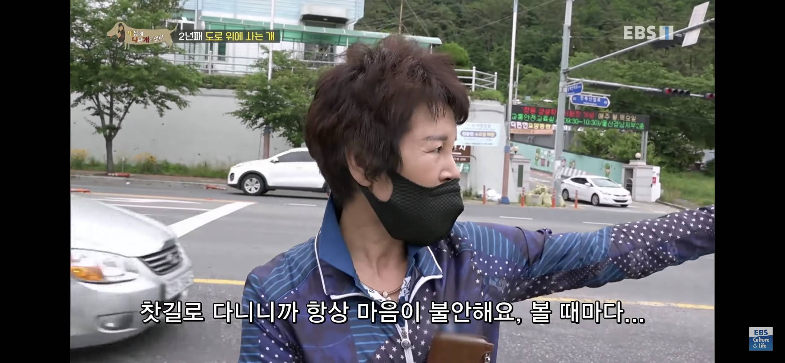 2년동안 도로 위에서 위험하게 생활했던 유기견 마루 | 인스티즈