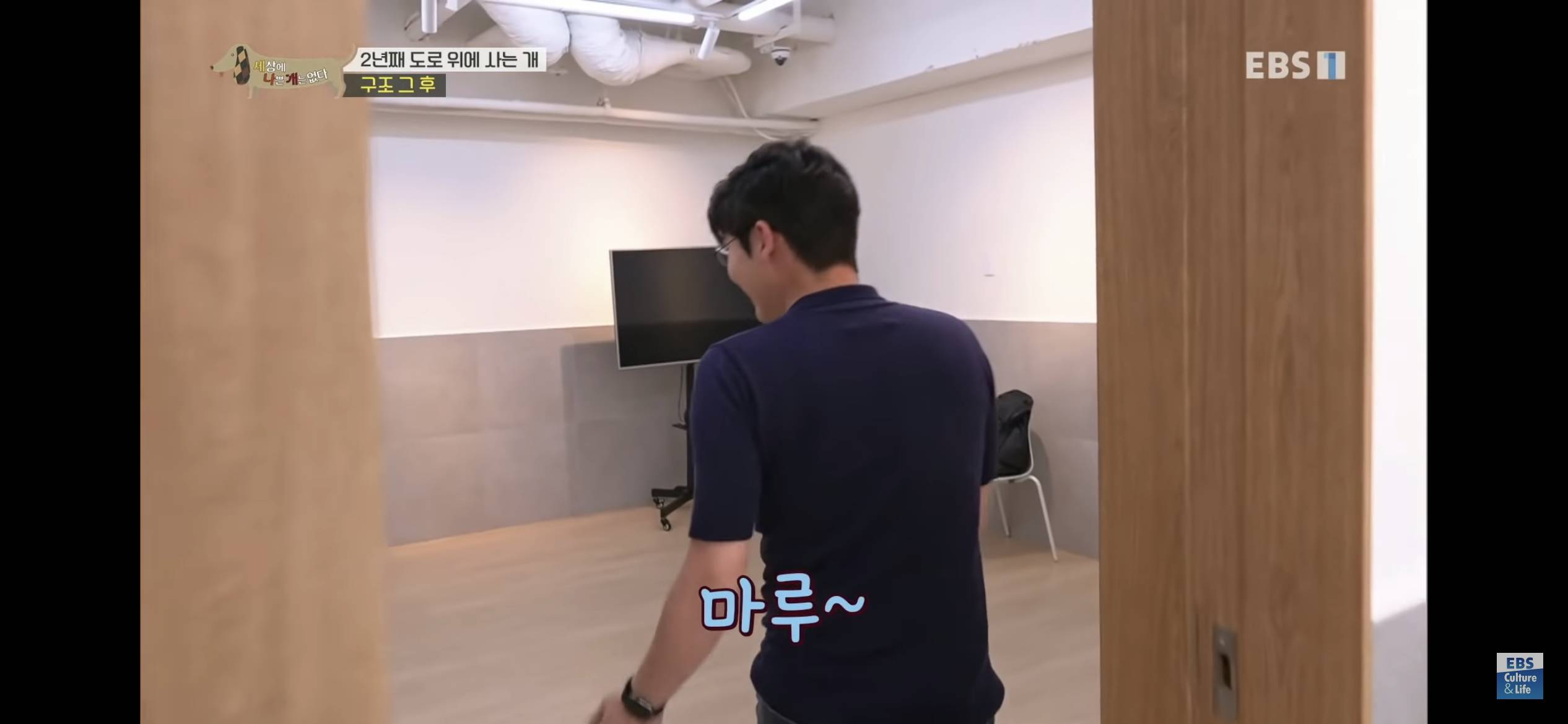 2년동안 도로 위에서 위험하게 생활했던 유기견 마루 | 인스티즈