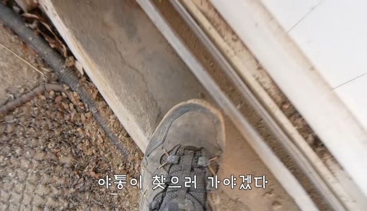 도도와 야통이도 더이상 못볼뻔했다(하하하 hahaha) | 인스티즈