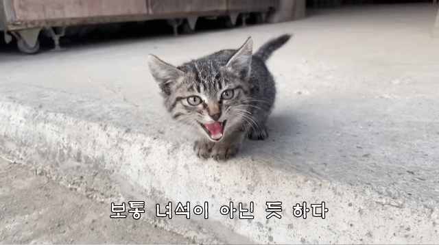 (hahaha) 영상 10분 내내 우는 아기 고양이.gif | 인스티즈
