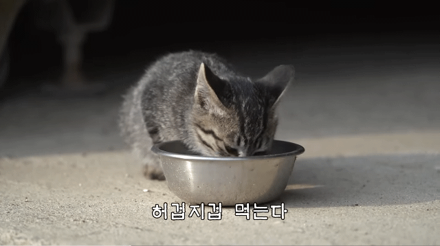 (hahaha) 영상 10분 내내 우는 아기 고양이.gif | 인스티즈