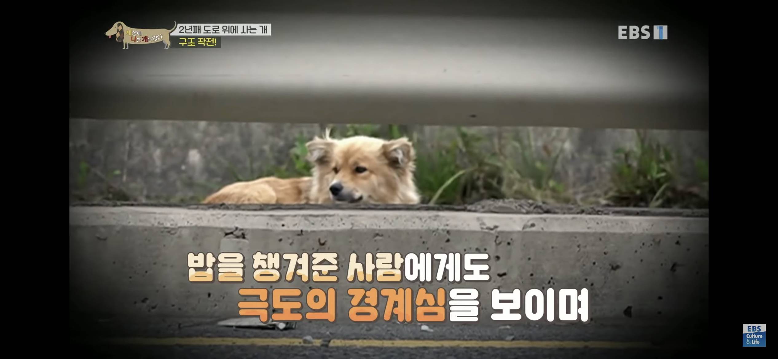2년동안 도로 위에서 위험하게 생활했던 유기견 마루 | 인스티즈