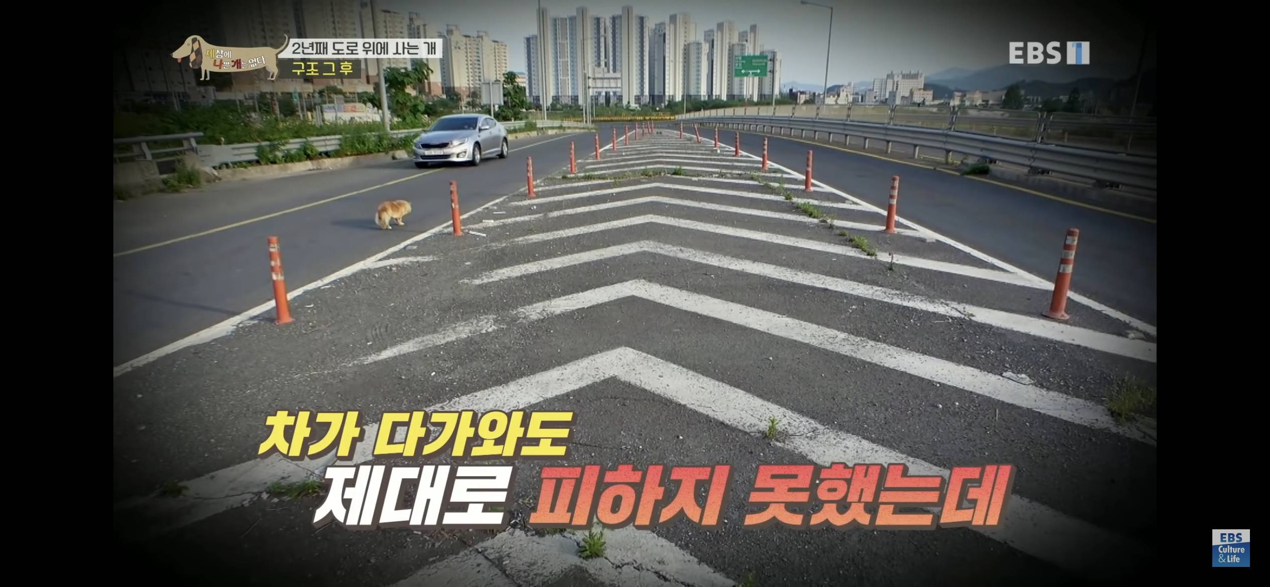 2년동안 도로 위에서 위험하게 생활했던 유기견 마루 | 인스티즈