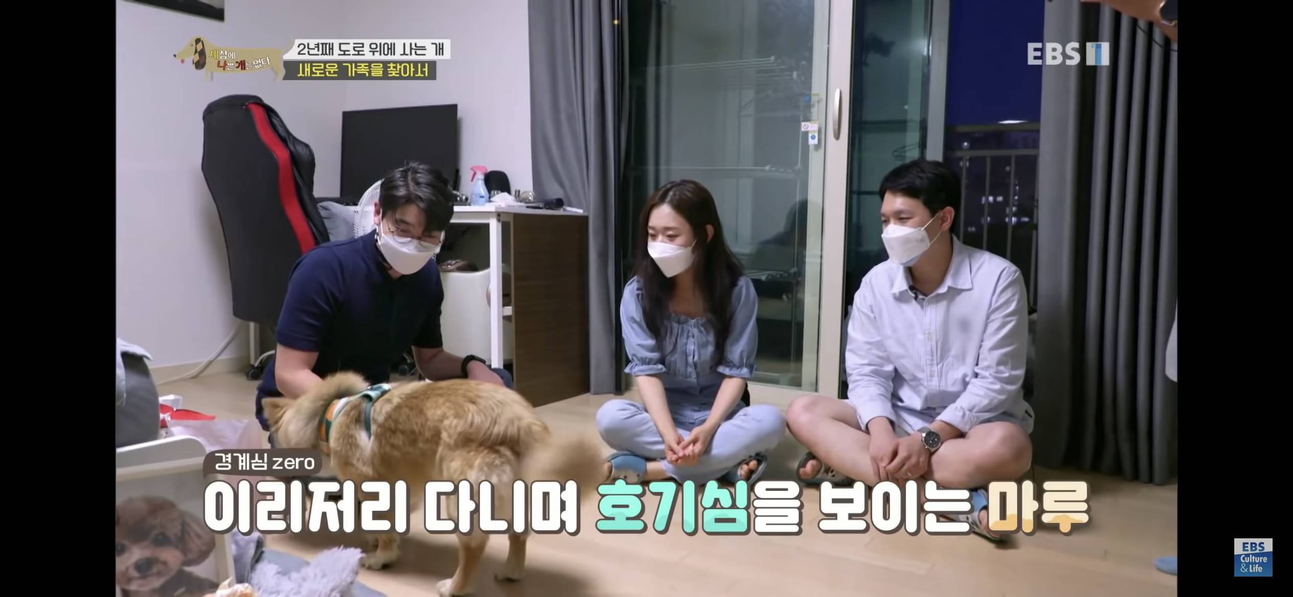 2년동안 도로 위에서 위험하게 생활했던 유기견 마루 | 인스티즈