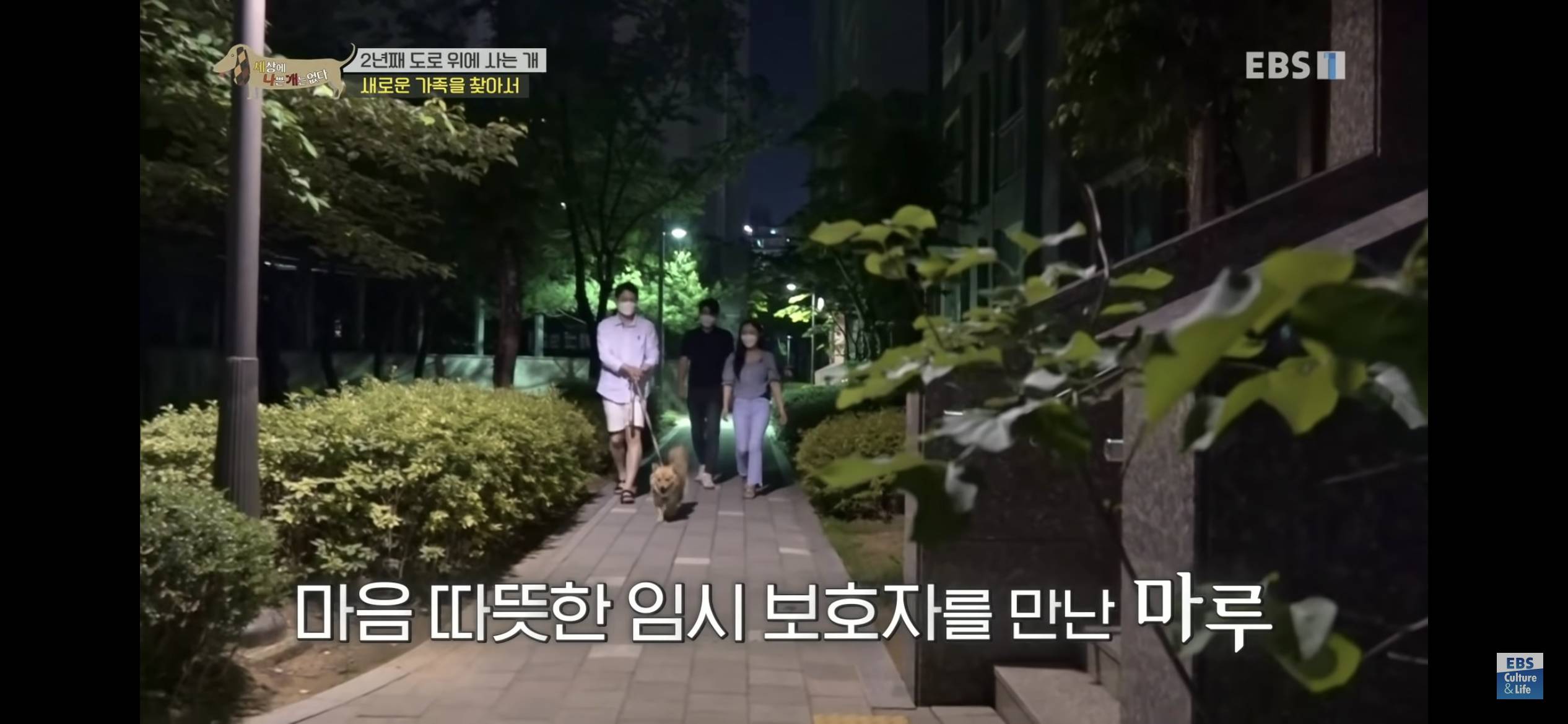 2년동안 도로 위에서 위험하게 생활했던 유기견 마루 | 인스티즈