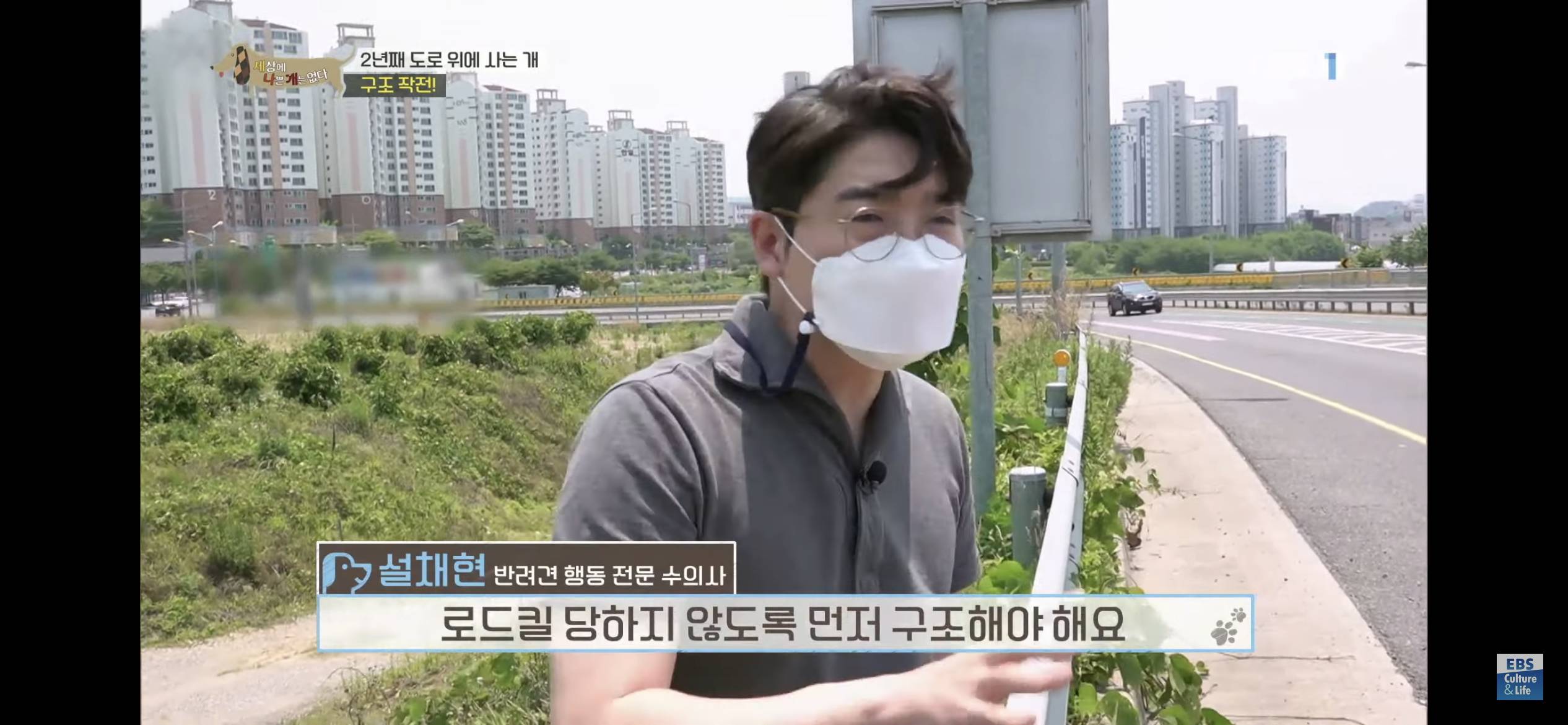 2년동안 도로 위에서 위험하게 생활했던 유기견 마루 | 인스티즈