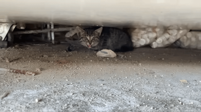 (hahaha) 영상 10분 내내 우는 아기 고양이.gif | 인스티즈
