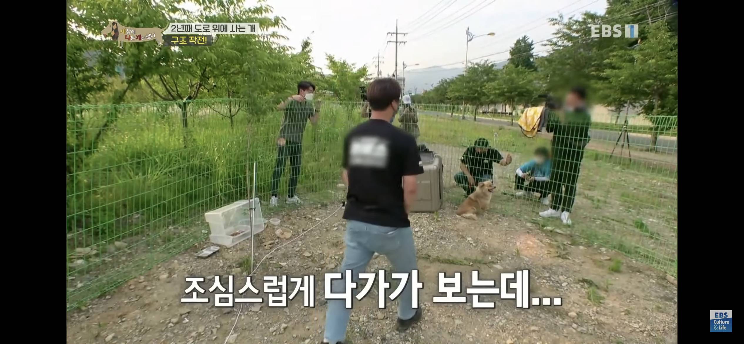 2년동안 도로 위에서 위험하게 생활했던 유기견 마루 | 인스티즈