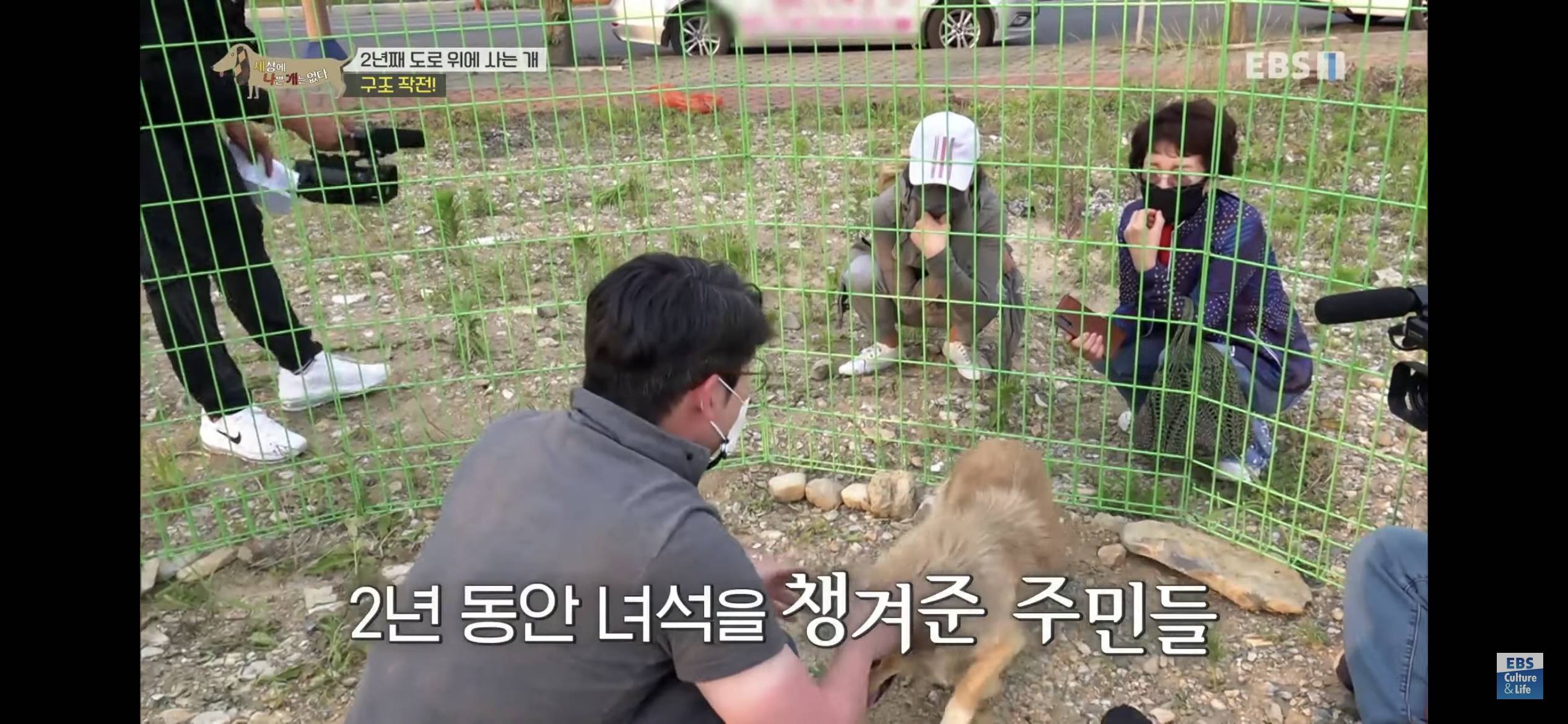 2년동안 도로 위에서 위험하게 생활했던 유기견 마루 | 인스티즈