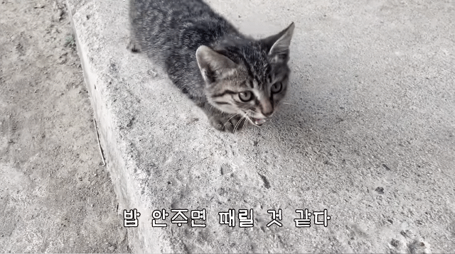 (hahaha) 영상 10분 내내 우는 아기 고양이.gif | 인스티즈