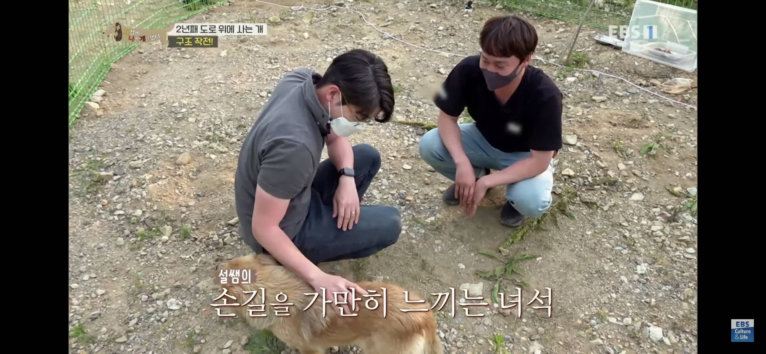 2년동안 도로 위에서 위험하게 생활했던 유기견 마루 | 인스티즈