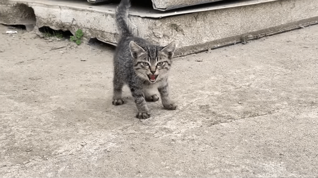 (hahaha) 영상 10분 내내 우는 아기 고양이.gif | 인스티즈