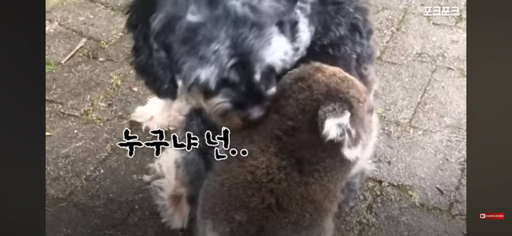 산책중인 강아지를 엄마로 착각한 코알라 | 인스티즈