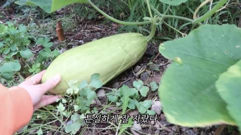 제주도에서 고양이와 함께사는 힐링 유튜버 윤이버셜 | 인스티즈