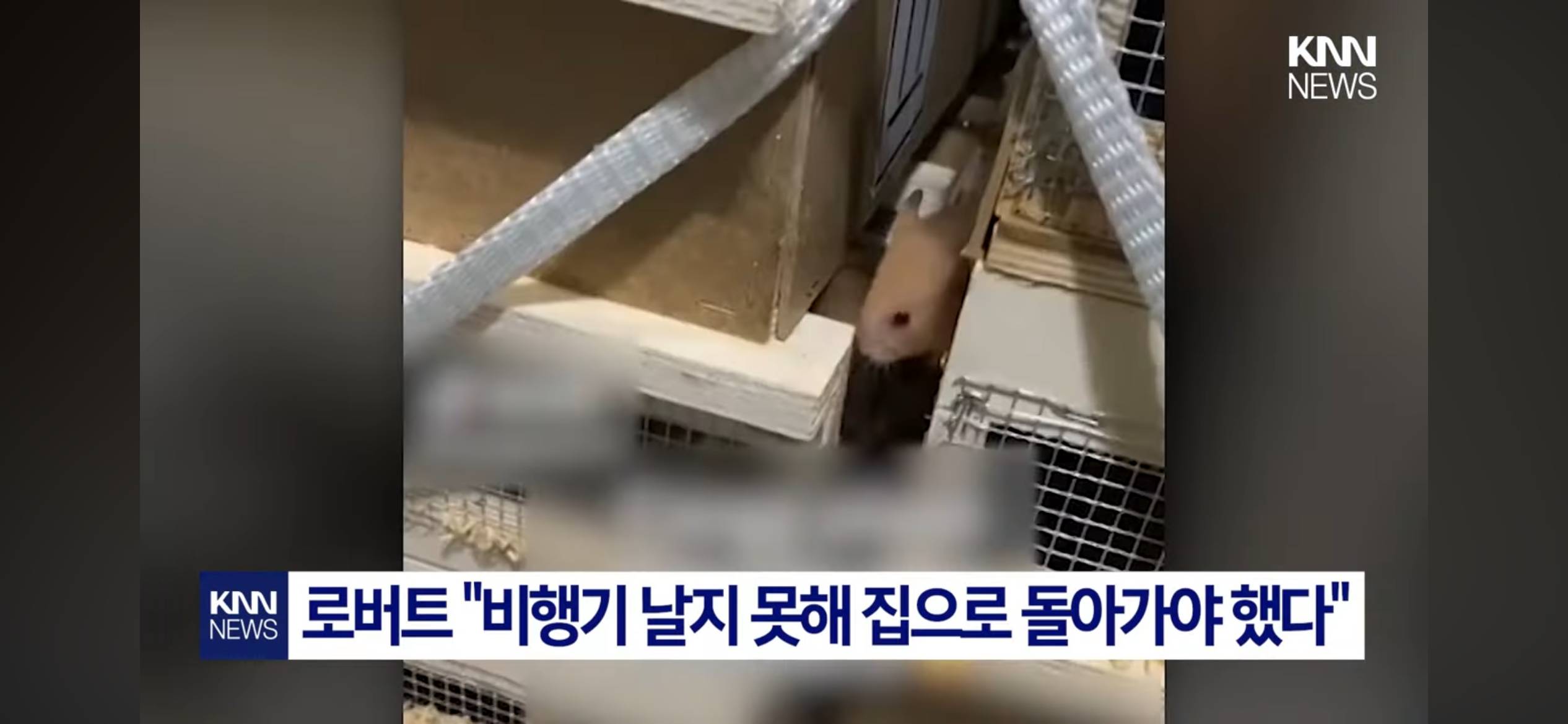 햄스터 수백마리 탈출..."비행기 운항 중단” | 인스티즈