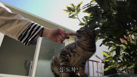 제주도에서 고양이와 함께사는 힐링 유튜버 윤이버셜 | 인스티즈