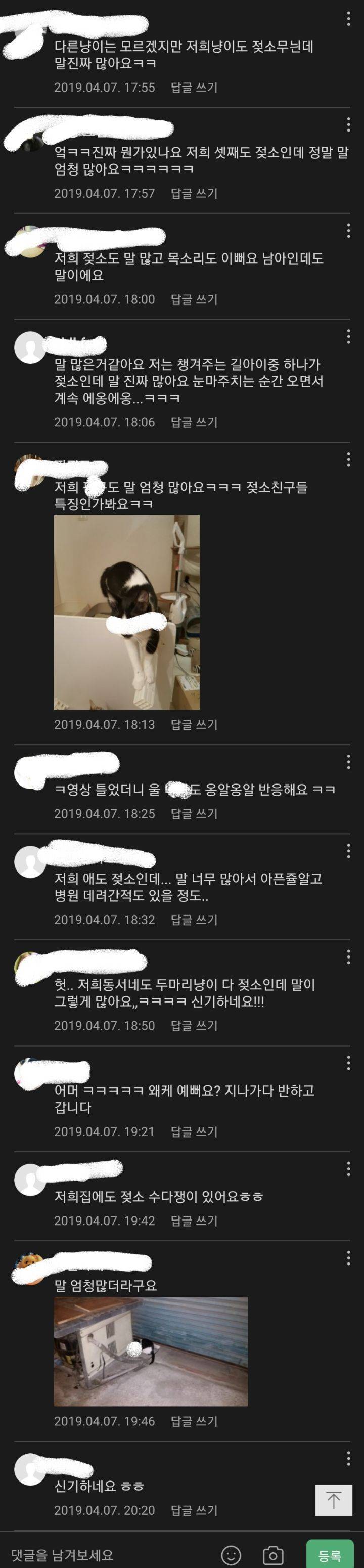 젖소냥이는 수다쟁이임.jpg | 인스티즈