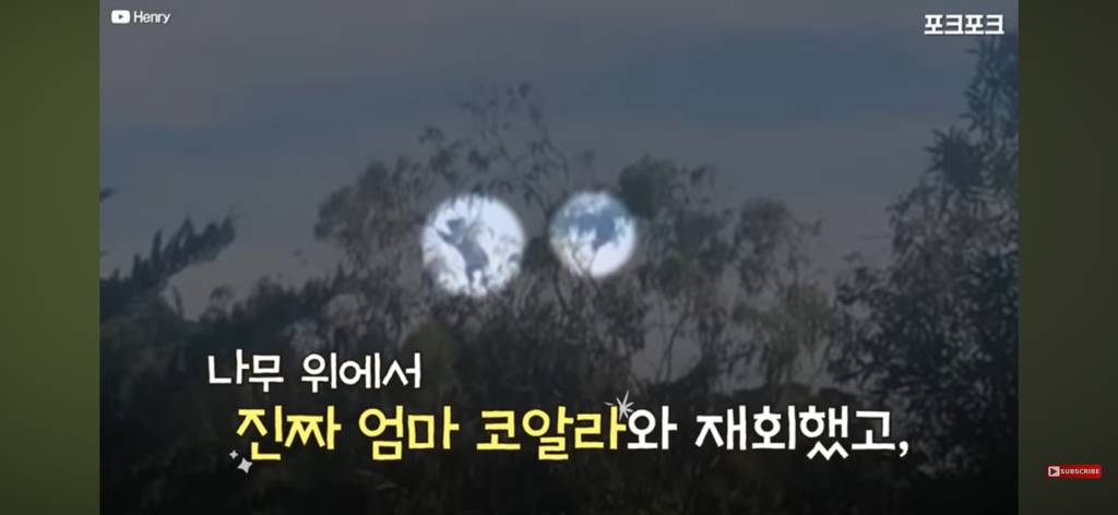 산책중인 강아지를 엄마로 착각한 코알라 | 인스티즈