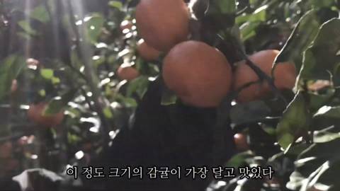 제주도에서 고양이와 함께사는 힐링 유튜버 윤이버셜 | 인스티즈
