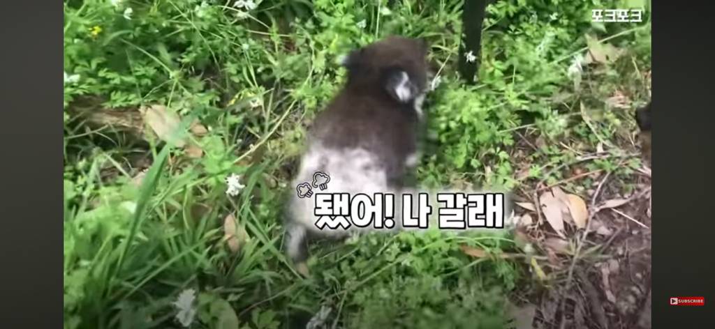 산책중인 강아지를 엄마로 착각한 코알라 | 인스티즈